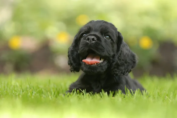 Cocker américain chiot épagneul couché dans l'herbe — Photo