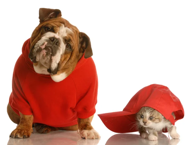 Bouledogue anglais en pull rouge et chaton — Photo