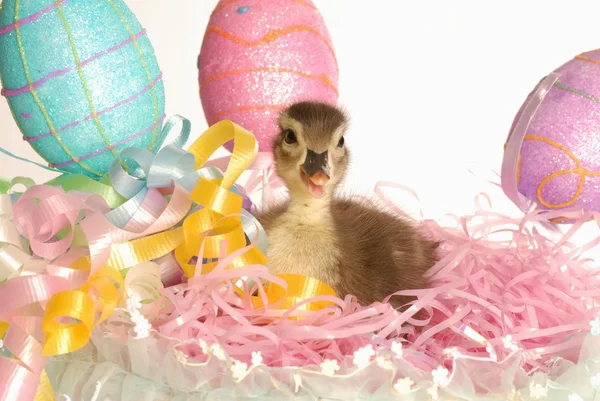 Mallard duck in an easter basket — Stock Photo, Image