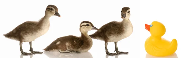 Três patos-reais bebés e um pato de borracha — Fotografia de Stock