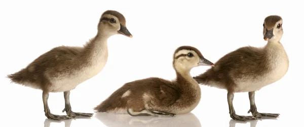 Bebek yeşilbaş ördek sürüsü — Stok fotoğraf