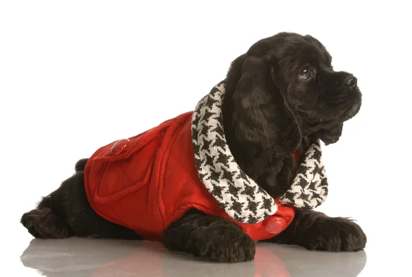 Black american cocker spaniel puppy in red winter coat — Stock Photo, Image