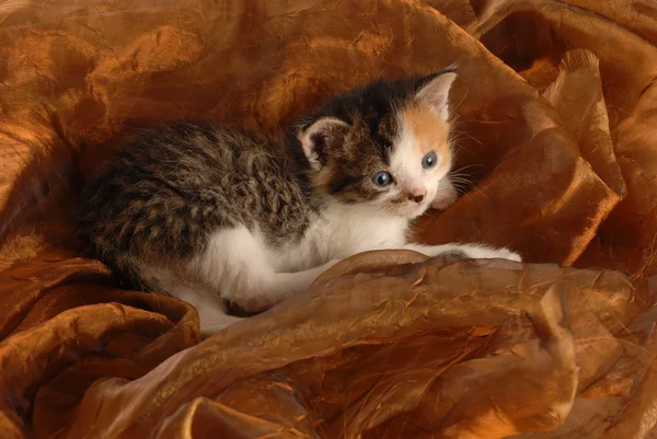 Föräldralösa tre veckor gamla kattunge — Stockfoto