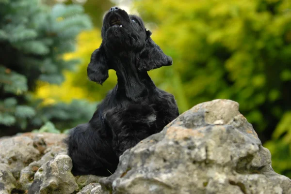 American cocker spaniel puppy sitting on a rock howling — Zdjęcie stockowe