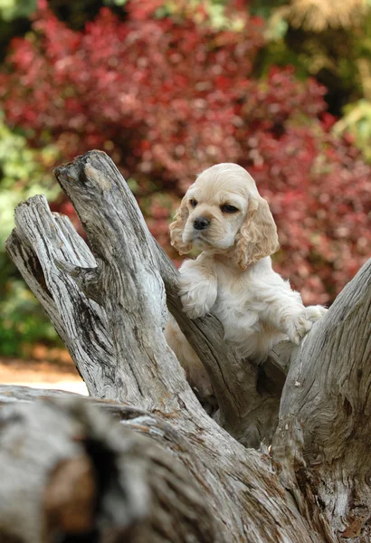 American cocker spaniel puppy standing an a piece of woo — Stock Photo, Image