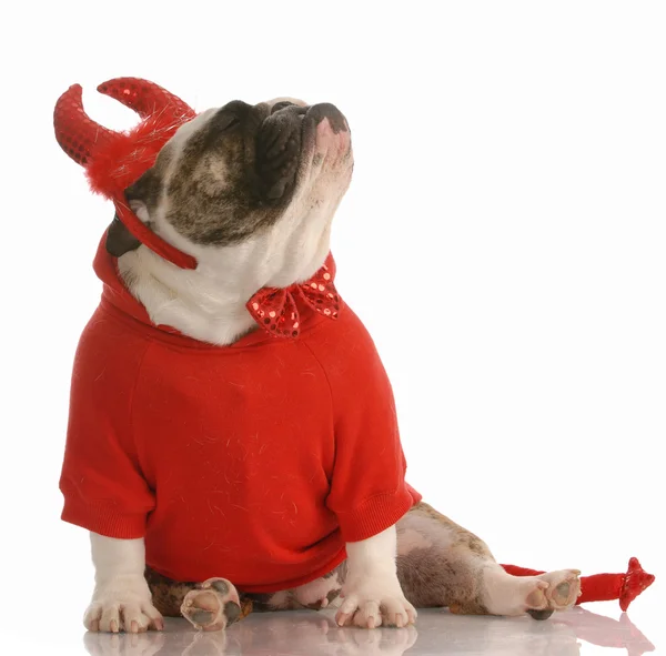 English bulldog dressed up as a devil — Stock Photo, Image