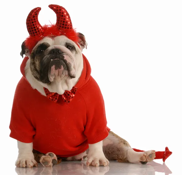 Inglês bulldog vestida como um diabo — Fotografia de Stock