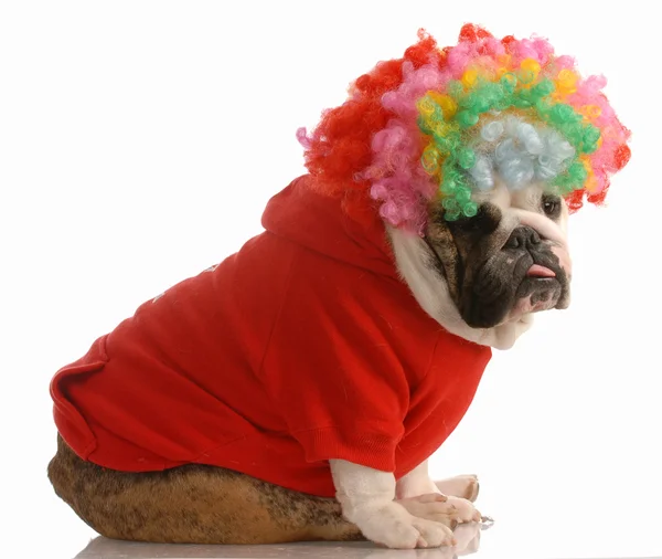 English bulldog dressed up as a clown — Stock Photo, Image