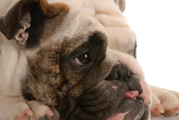 Entzückende englische Bulldogge Profil auf weißem Hintergrund — Stockfoto