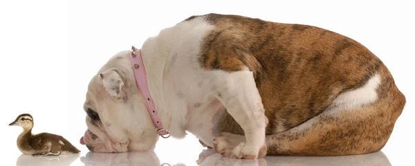 English bulldog sniffing the backside of a baby mallard duck — Stock Photo, Image