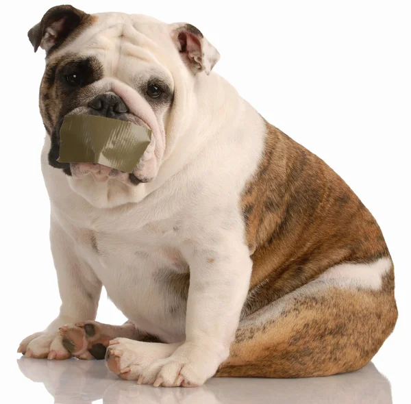 Engels bulldog met tape op mond — Stockfoto