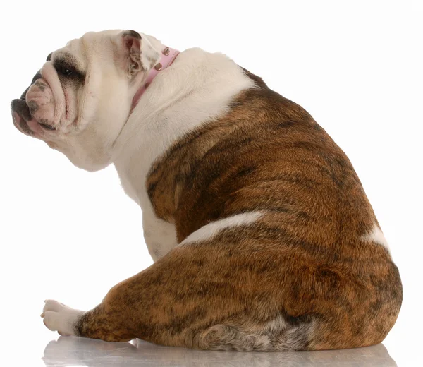 Englische Bulldogge sitzt mit dem Rücken zur Kamera — Stockfoto