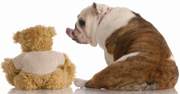 english bulldog reaching out and kissing a teddy bear