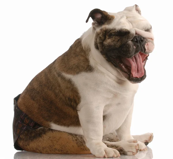 Schattig vrouwelijke Engels bulldog warm broek dragen in seizoen — Stockfoto