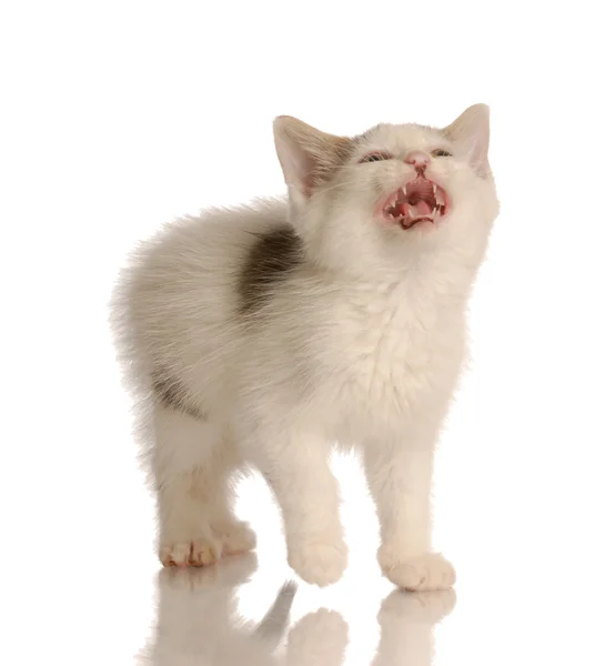 4 주 된 고양이 야 옹 — 스톡 사진