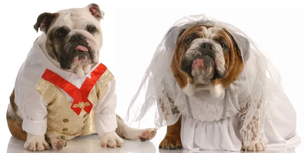 Английский бульдог, одетый как жених и невеста — стоковое фото