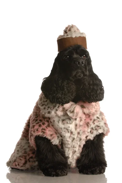 American cocker spaniel dressed up in fur coat and hat — Stock Photo, Image