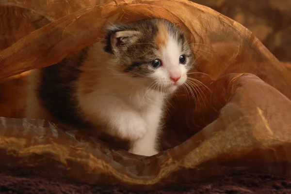 Three week old kitten playing underneath brown fabric — Stock Photo, Image