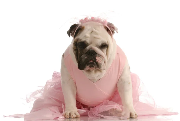 English bulldog in pink tutu — Stock Photo, Image