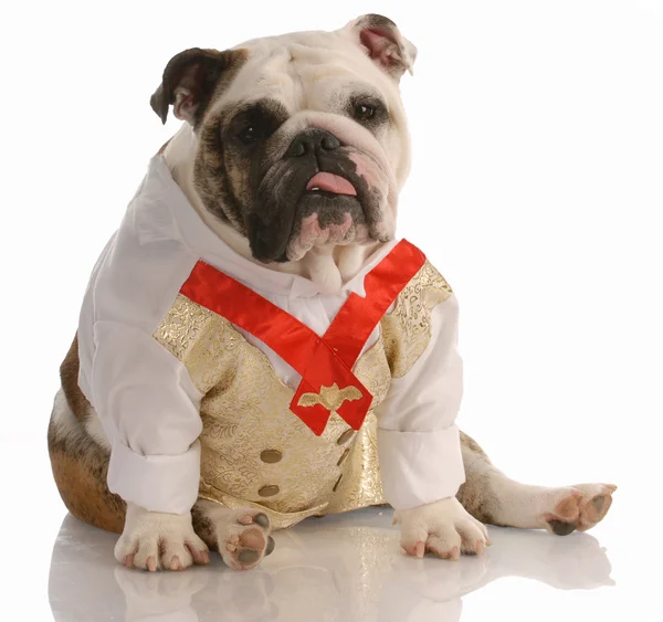 English bulldog dressed up in mans dress shirt and tie — Stock Photo, Image