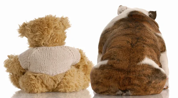 Backside view of an english bulldog and a teddy bear — Stock Photo, Image