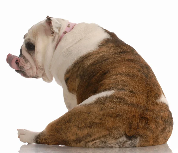 English bulldog licking lips sitting from the rear end view — Stock Photo, Image