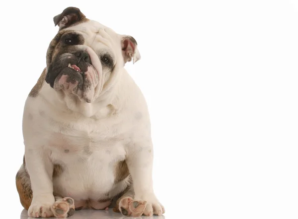 Entzückende englische Bulldogge mit süßem Gesichtsausdruck — Stockfoto