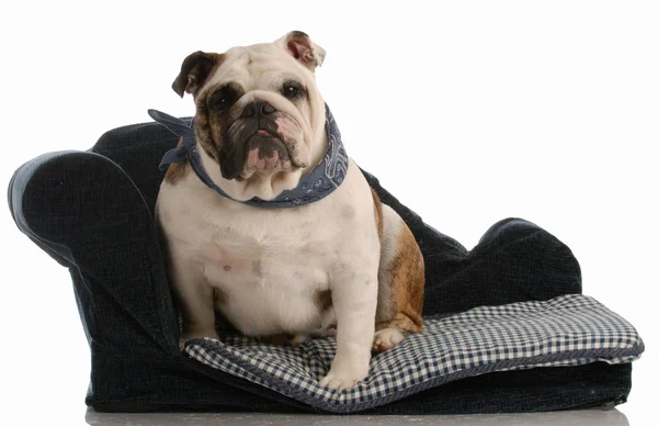 Английский бульдог сидит на голубой собачьей кровати — стоковое фото