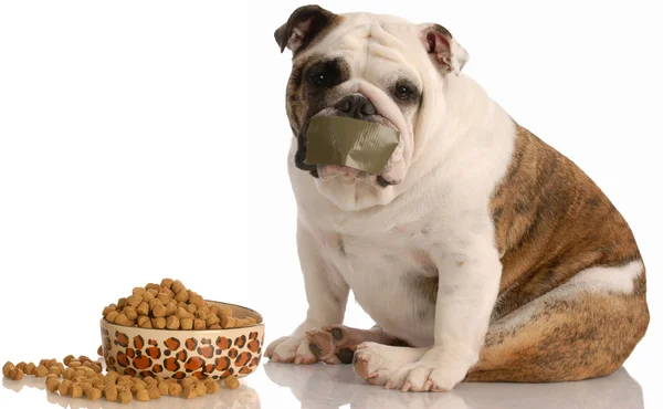 English bulldog sitting beside full bowl of food with tape across mouth Stock Image