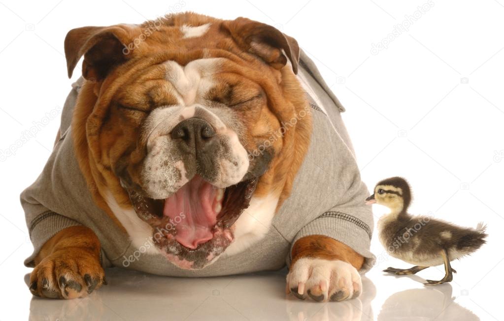 english bulldog laughing at baby mallard duck