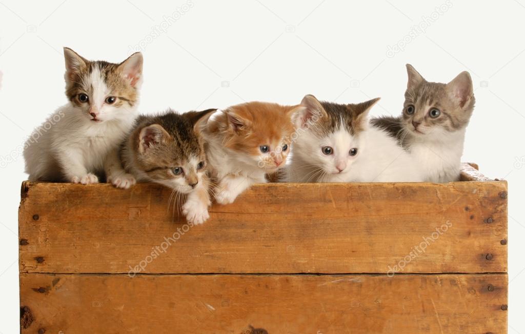 litter of five kittens in a wooden box
