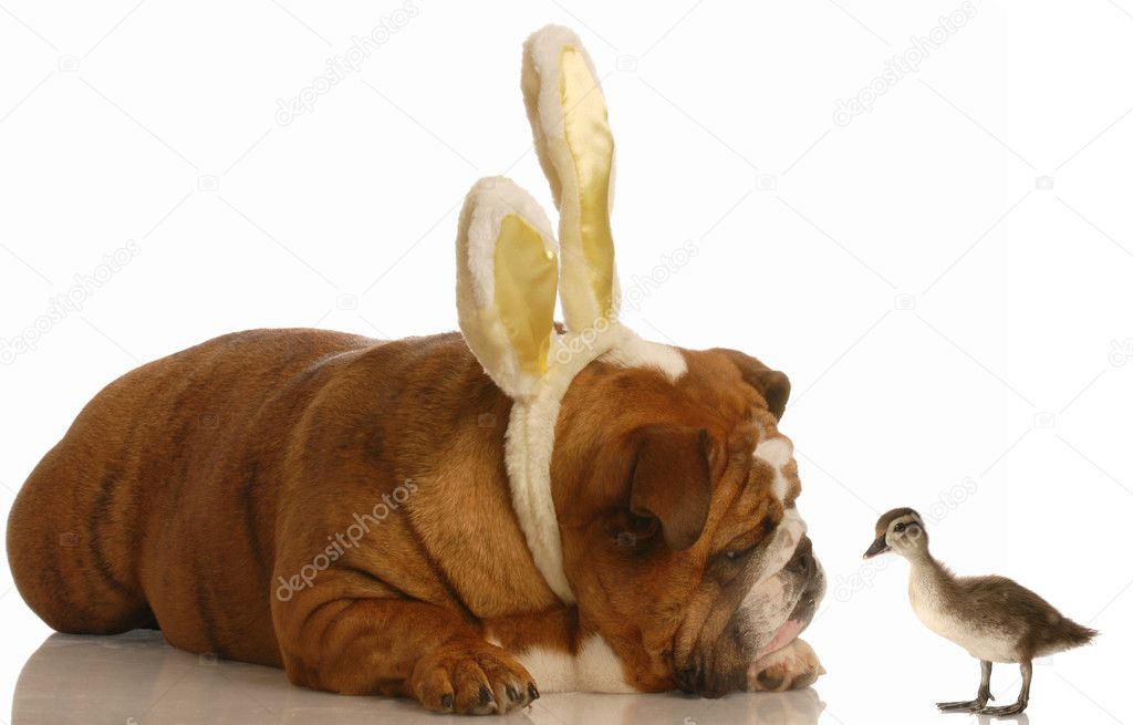 english bulldog wearing bunny ears looking at baby duck