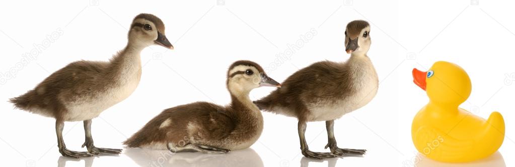 three baby mallard ducks and a rubber duck