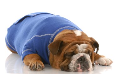 İngilizce Bulldog