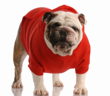 İngiliz buldog