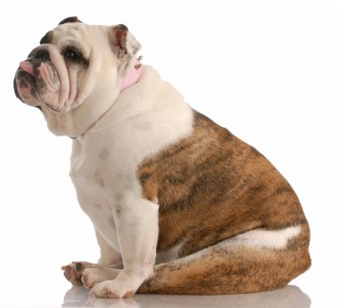 İngiliz buldog