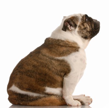 İngiliz buldog