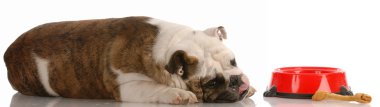 İngilizce Bulldog