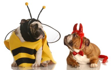 iki İngilizce bulldogs