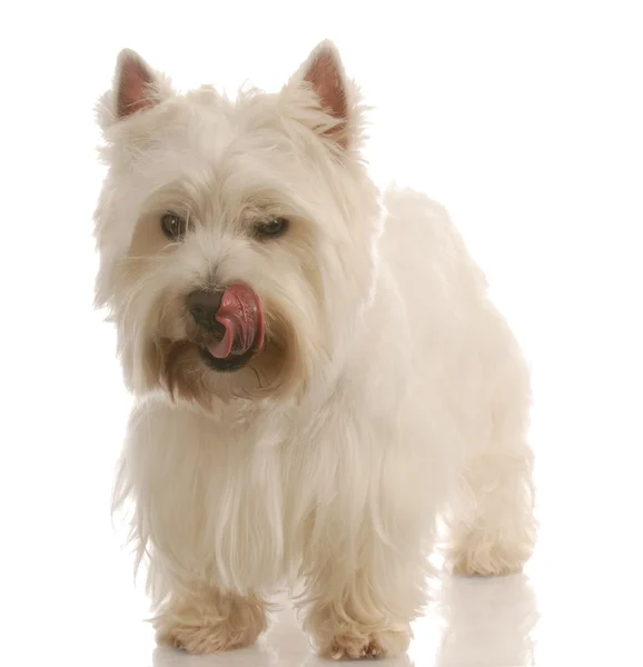 Zachodnia Highland White Terrier — Zdjęcie stockowe