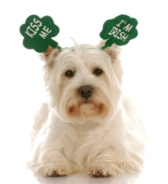 Δυτικό Highland White Terrier — Φωτογραφία Αρχείου