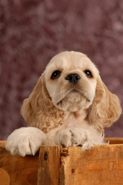 Cachorro pekinés — Foto de stock © Nathan0834 #56648579