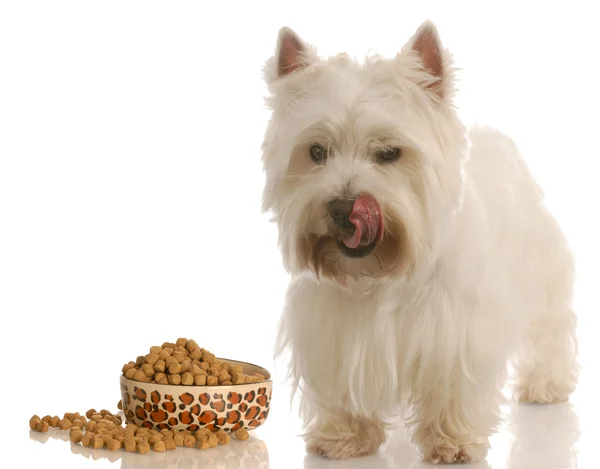 Δυτικό Highland White Terrier — Φωτογραφία Αρχείου