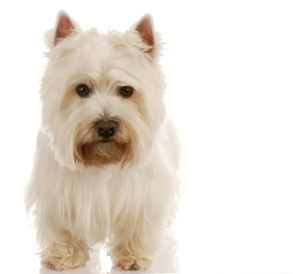 Δυτικό Highland White Terrier — Φωτογραφία Αρχείου