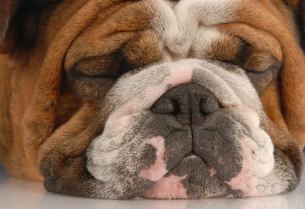 Engelse Bulldog — Stockfoto