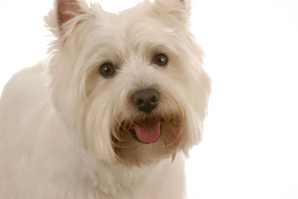 West Highland terrier blanco —  Fotos de Stock