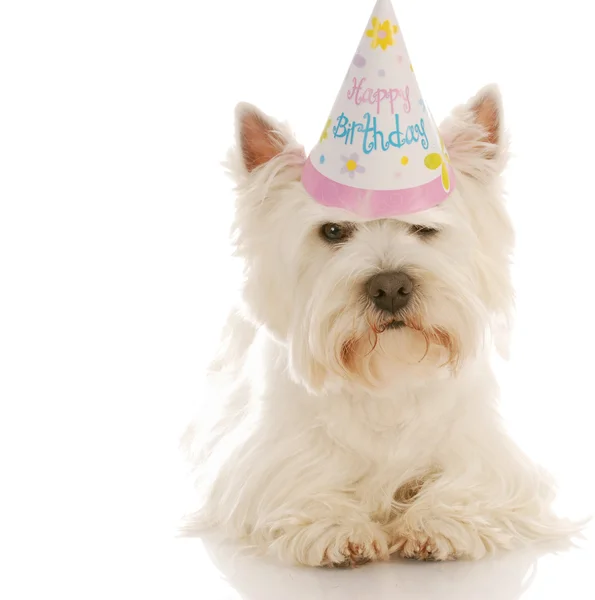 West Highland terrier branco — Fotografia de Stock