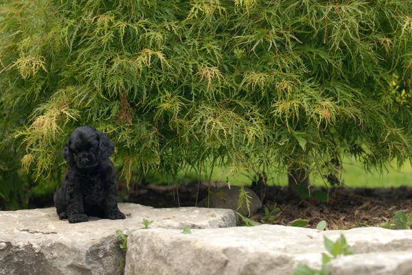 美国可卡犬 — 图库照片