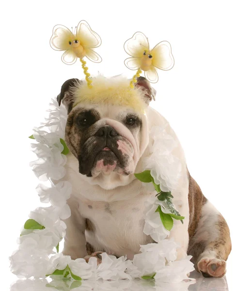 Engelse Bulldog — Stockfoto