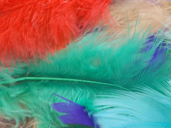 Сlose up details of colorful feather — Stock Photo, Image